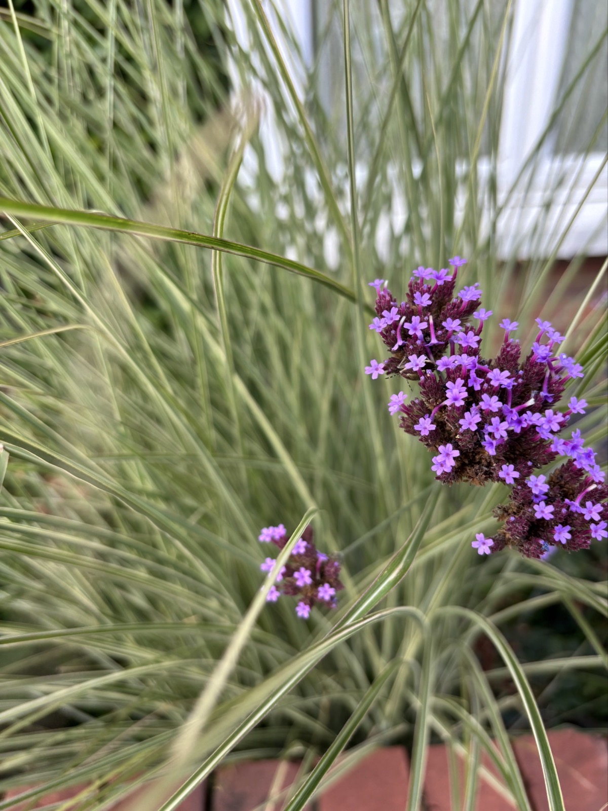 Project gallery image