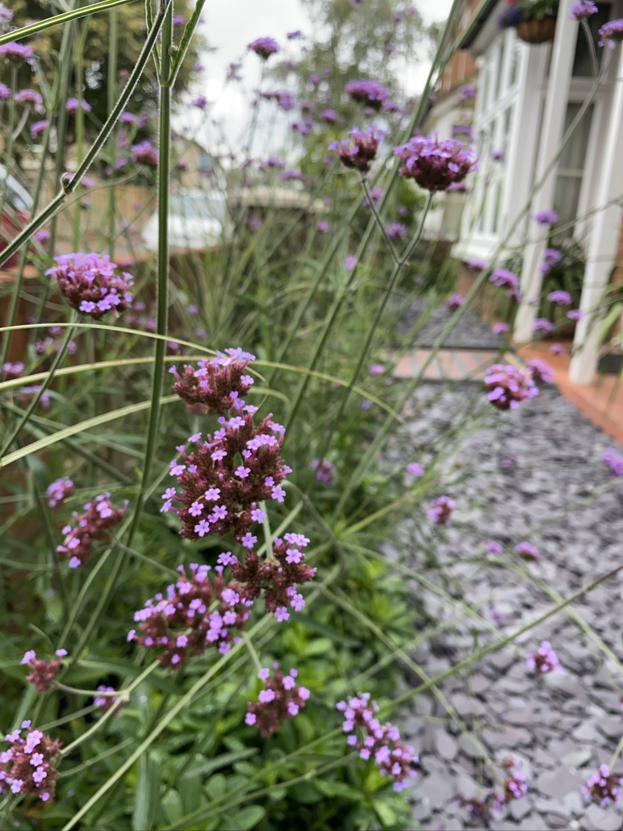 Fleet Front Garden