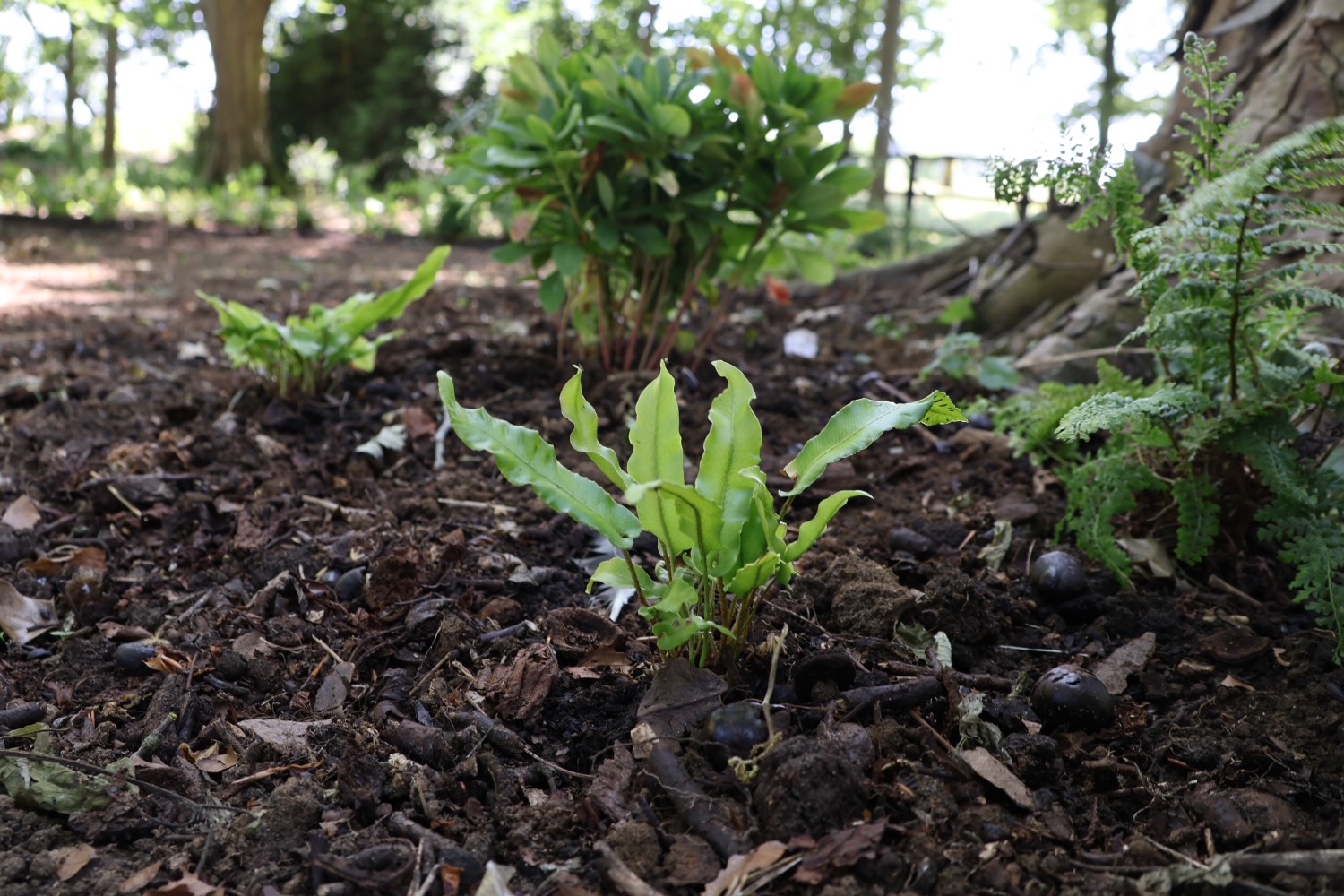 Woodland Reawakening