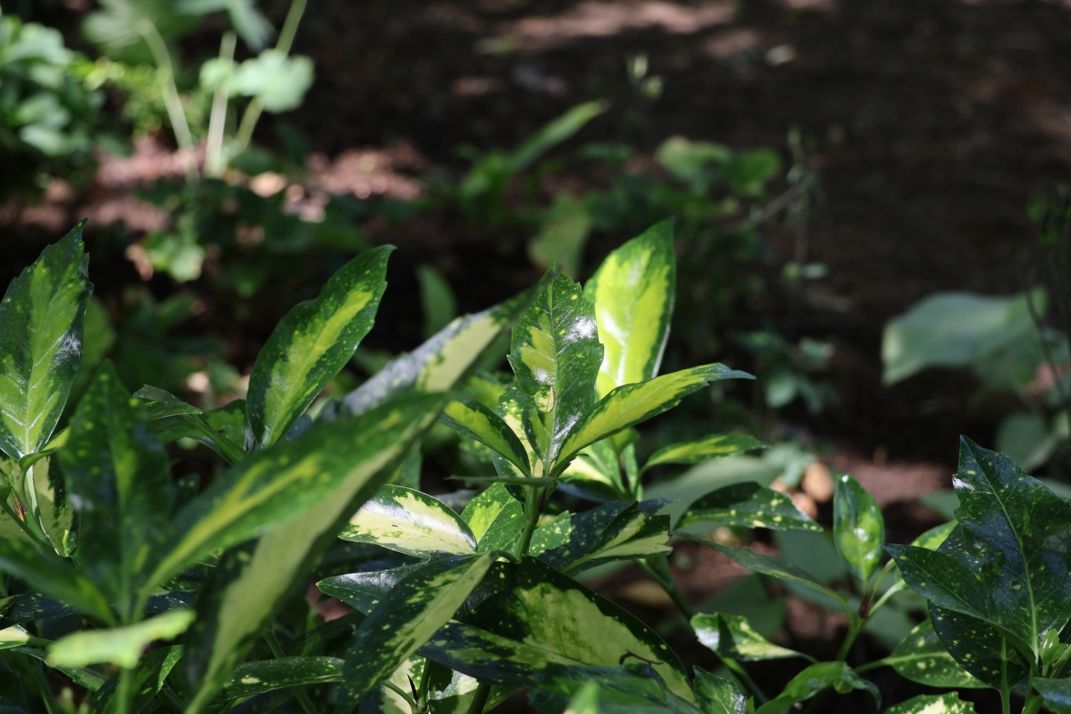 Project gallery image